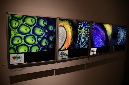 Wasp_exhibition__DSC3426
